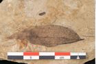 Foto (Detailansicht) von Plantae indet.  (NHMW-GEO-2024-0188-11413)